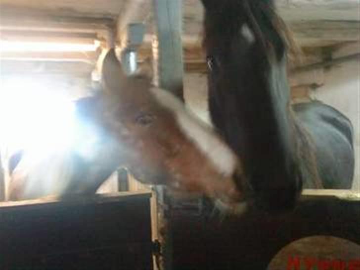 Hollandsk Sportspony Maggi RIP - Billedet er lånt fra salgsannonce. taget af Camilla L billede 8