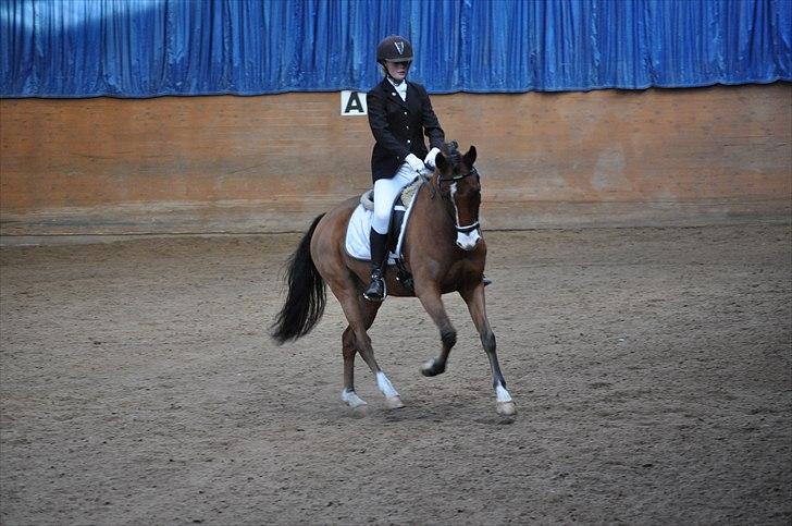 Tysk Sportspony Magic <3333 B-PONY - <3 <3 billede 16