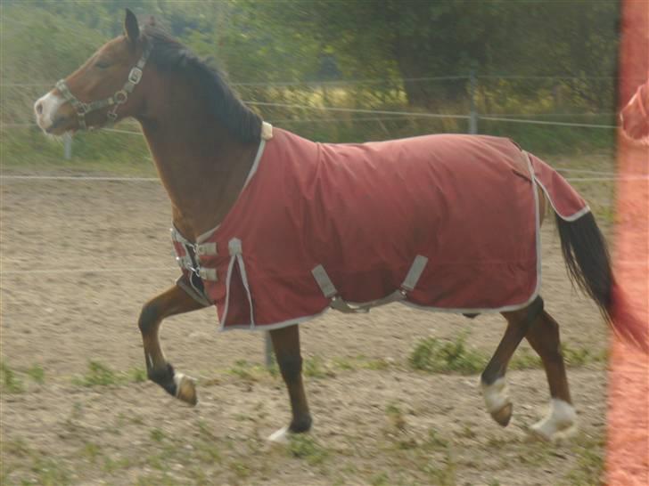 Tysk Sportspony Magic <3333 B-PONY - <3 <3 billede 17