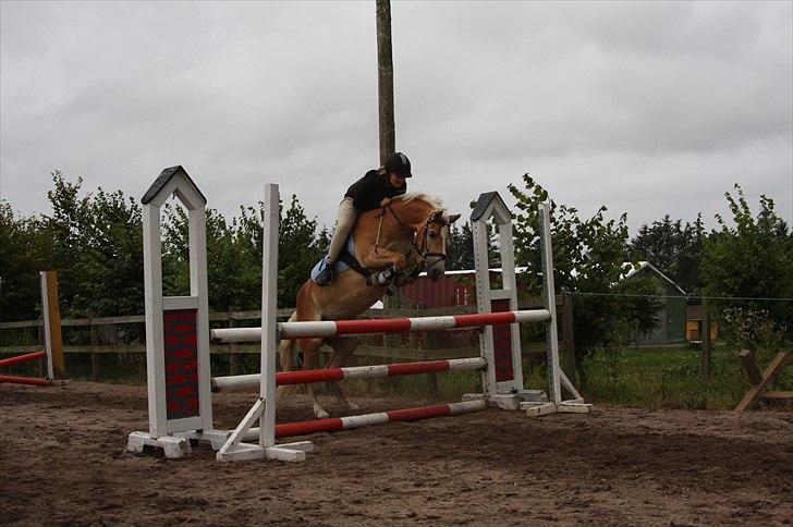 Haflinger Medusa - FALDER AF men ponyen var søøød´:-D (kom i trav)  foto: L-S billede 9