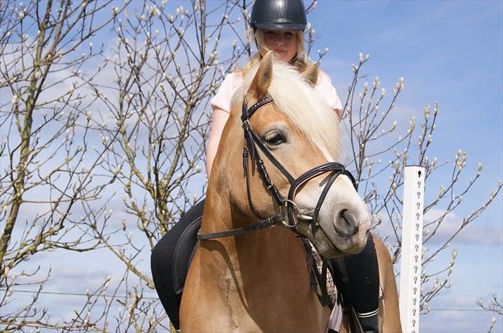 Haflinger Medusa - Model ponyen. :-* foto: mia billede 12