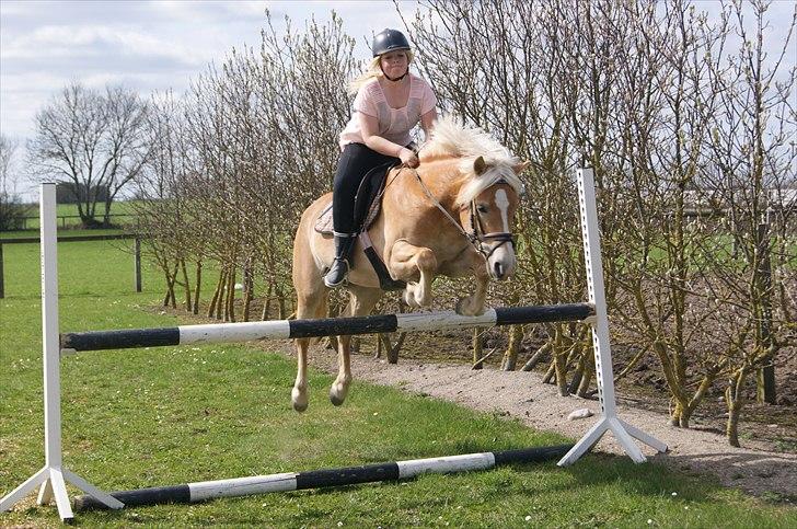 Haflinger Medusa - TOP LÆKKER PONY!! foto: Mia billede 13