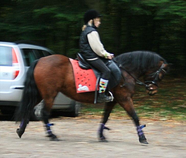 Dartmoor Mille Musen. ..solgt - skovtur 2010 billede 5