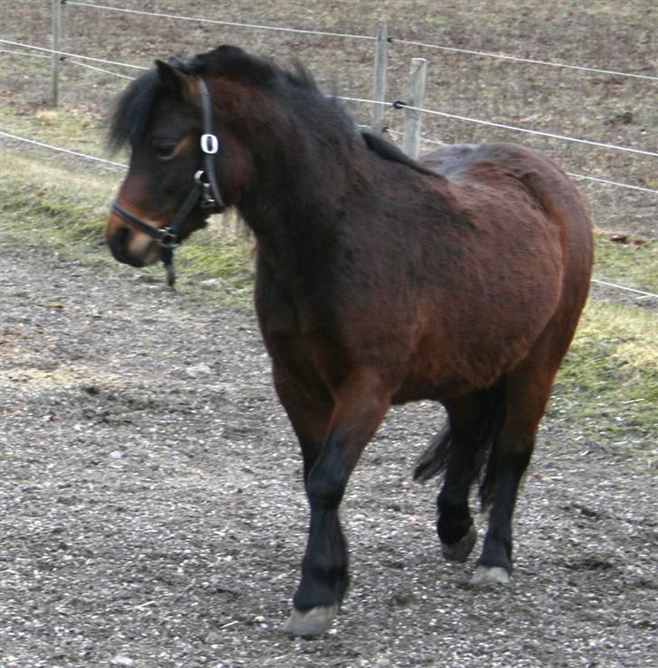 Dartmoor Mille Musen. ..solgt - musen på fold billede 6