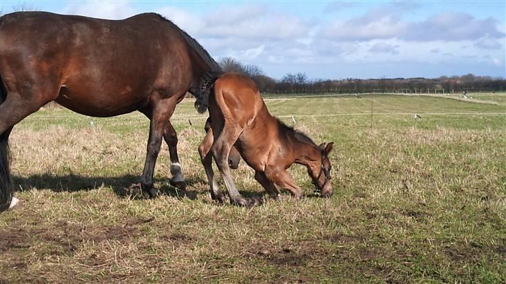 Dansk Varmblod Sunshine cheri af temptation billede 16