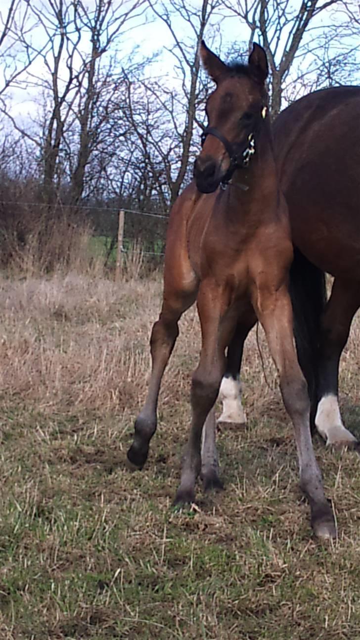 Dansk Varmblod Sunshine cheri af temptation billede 17