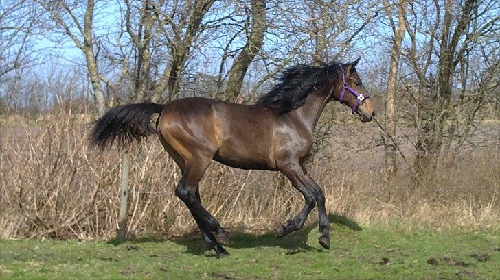 Dansk Varmblod Sunshine cheri af temptation billede 18