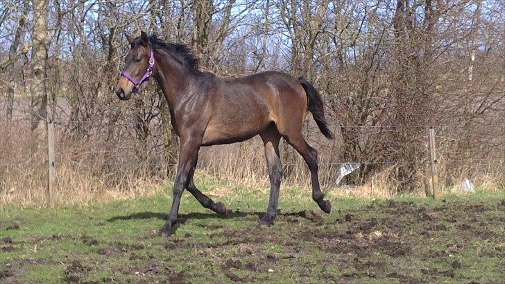 Dansk Varmblod Sunshine cheri af temptation billede 19