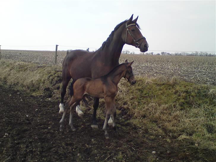 Dansk Varmblod Sunshine cheri af temptation billede 20