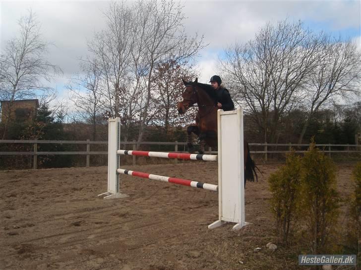 Holstener Ocean's Cypre billede 13