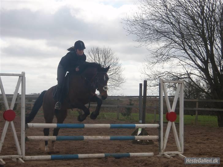 Holstener Ocean's Cypre billede 14