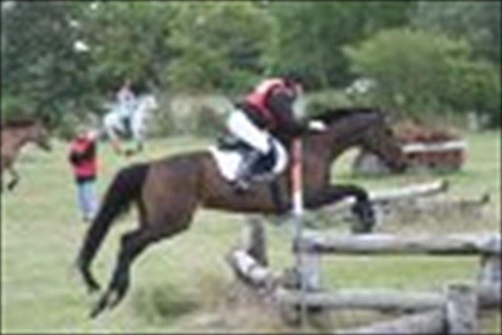 Fuldblod (XX) Tee-Off solgt billede 14
