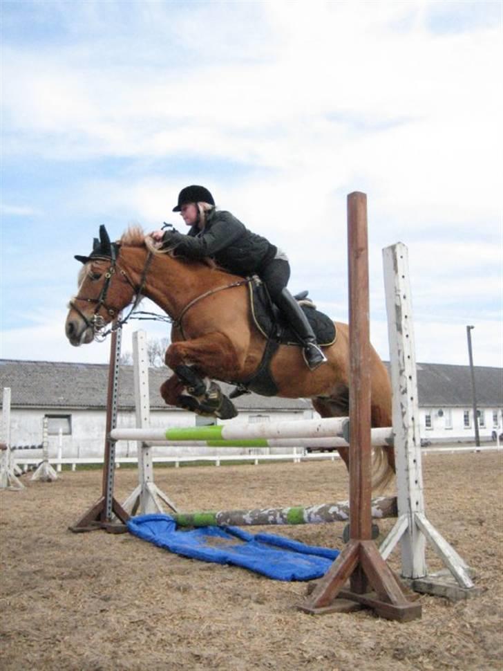 Haflinger Vestervangs Hodder - spring 3/4-10 Foto: Frederikke billede 20