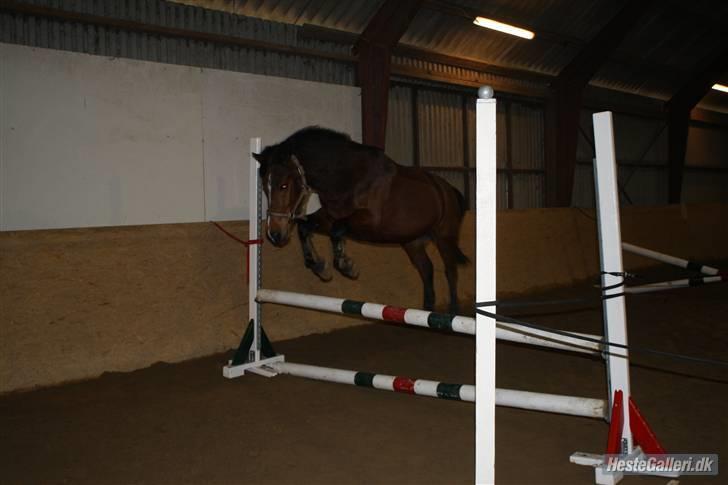 Anden særlig race CHIVAS billede 20