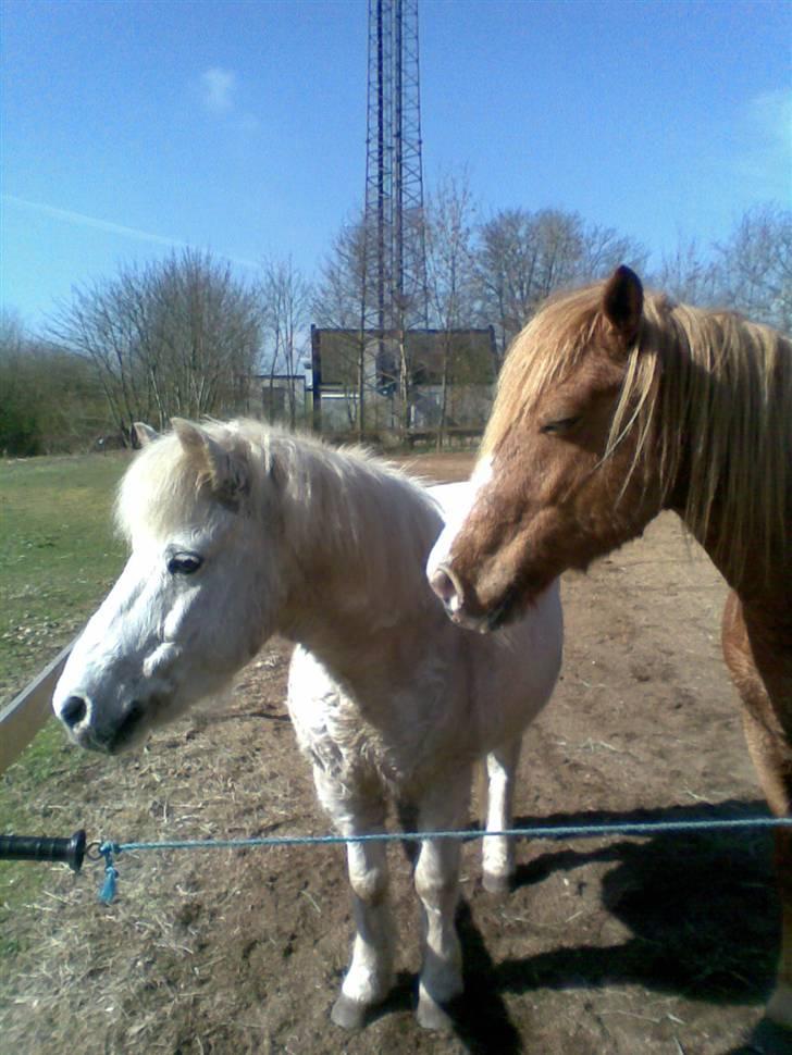 Anden særlig race Disco <3 - Disco og venus, miss you Venus 4 ever billede 3