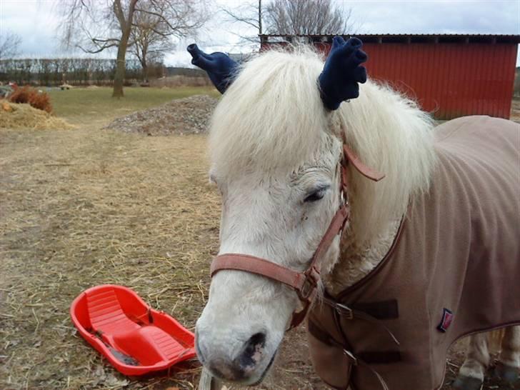 Anden særlig race Disco <3 - Disco som elg! billede 5