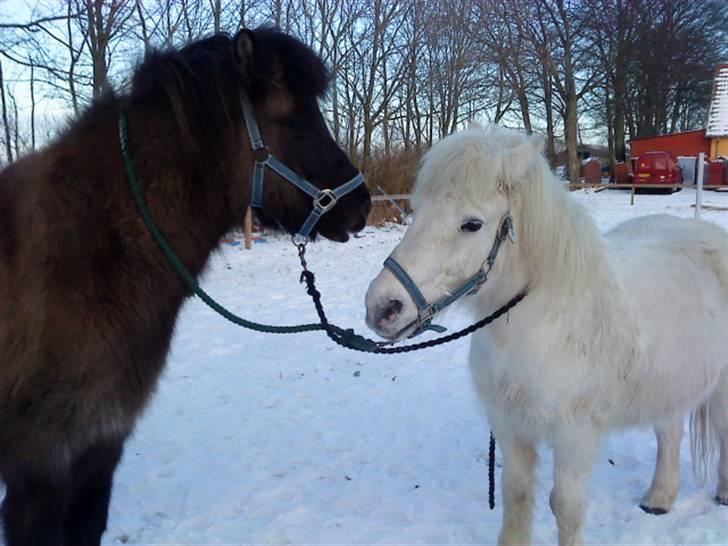 Anden særlig race Disco <3 - Mønne & Diggo  billede 12