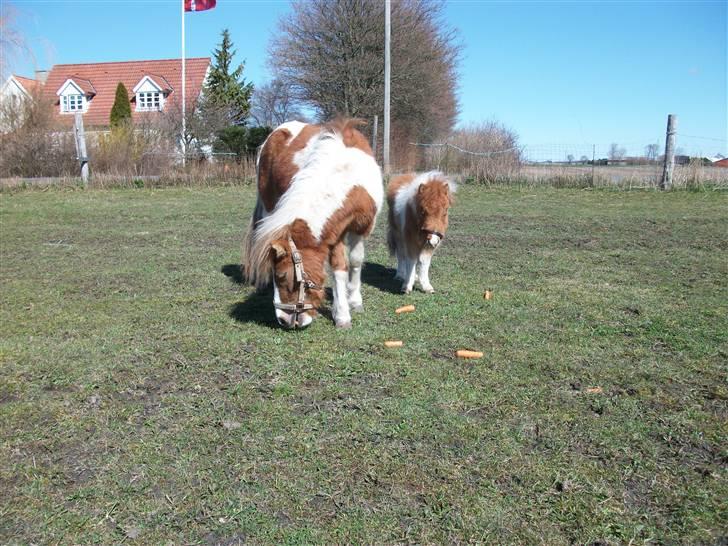 Shetlænder Just in time (Hingst). - Står lige og kigger på den farlige fotograf (mig). billede 6