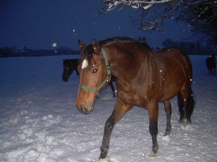 Fransk Varmblod Gamale- ( Busse mann ) - En trasketur i snevejer :) billede 3