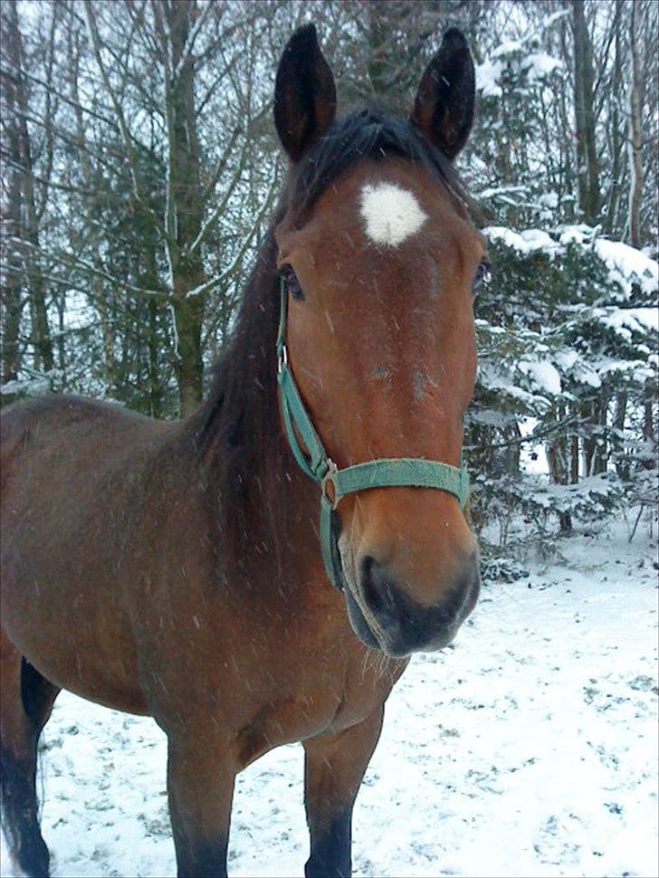 Fransk Varmblod Gamale- ( Busse mann ) - Søde Gamale<3 billede 5