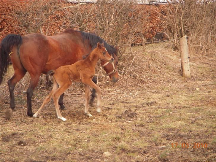 Arabisk fuldblod (OX) MMJ´s Masseh ibn Envision R.I.P. billede 18