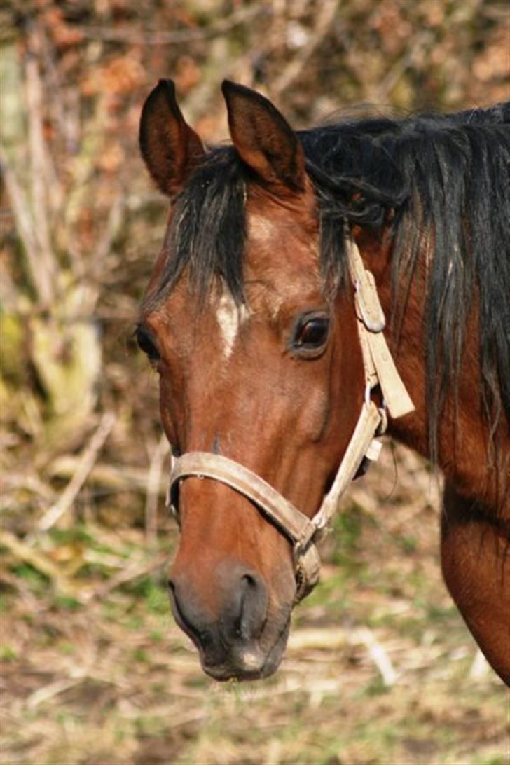 Arabisk fuldblod (OX) MMJ´s Masseh ibn Envision R.I.P. billede 19