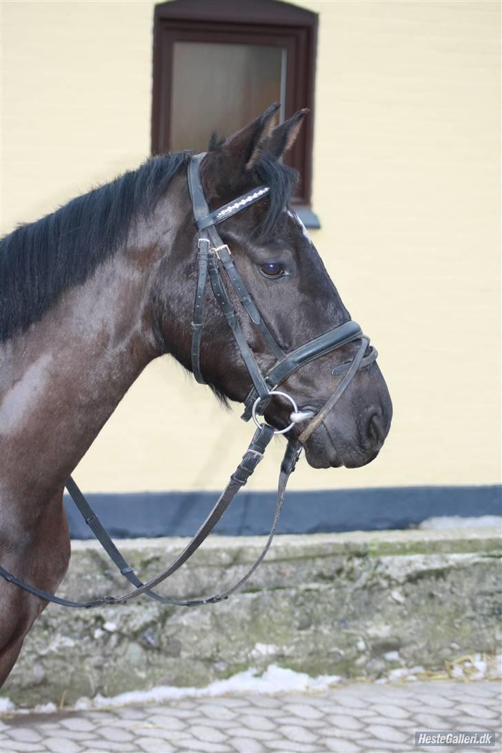 Anden særlig race Fritz. - FRITZ! <3 Taget af Emma :) billede 1