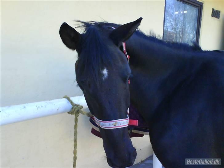 Anden særlig race Fritz. - FRITZ! <3  billede 2