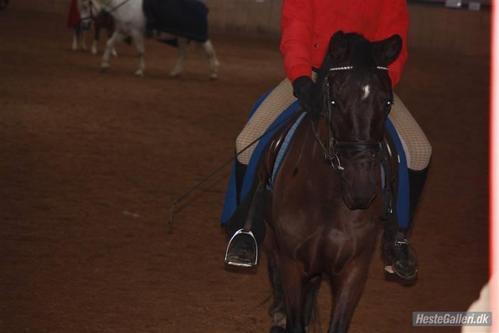 Anden særlig race Fritz. - Taget af Emma :) Med Kathrine på ryggen ;D ! billede 4