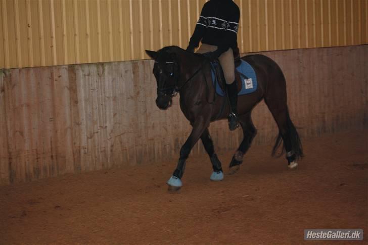 Anden særlig race Fritz. - Med Kathrine på ryggen! ;D billede 7