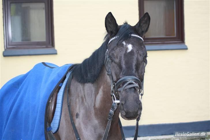 Anden særlig race Fritz. - Taget af Emma :)  billede 8