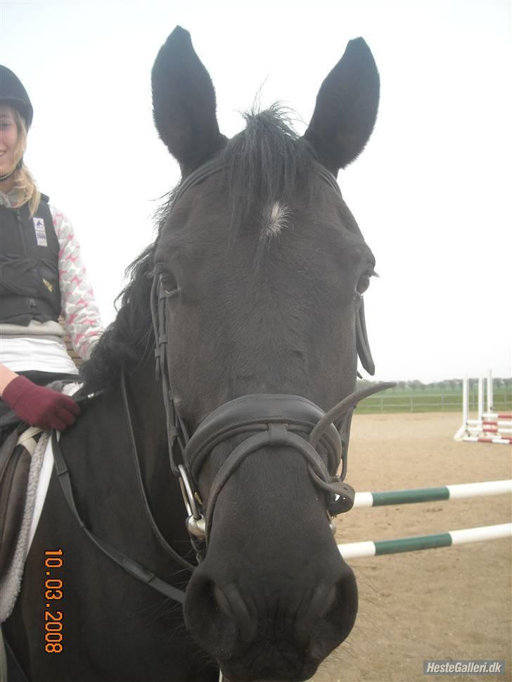 Anden særlig race Fritz. - Fritz og jeg :D <3 billede 9