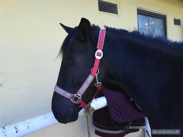 Anden særlig race Fritz. - FRITZ! <3  billede 13