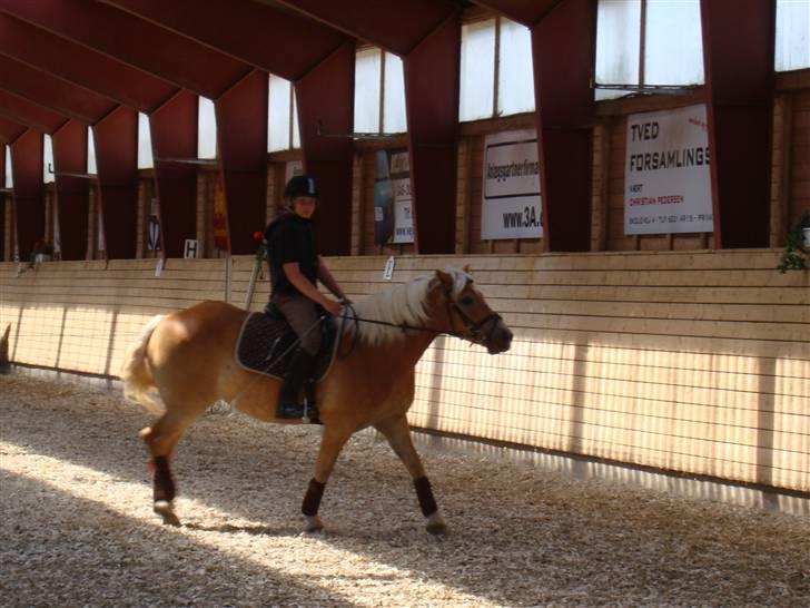 Haflinger Haffer Steph <3 billede 1