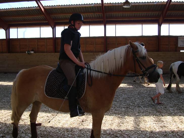 Haflinger Haffer Steph <3 billede 2