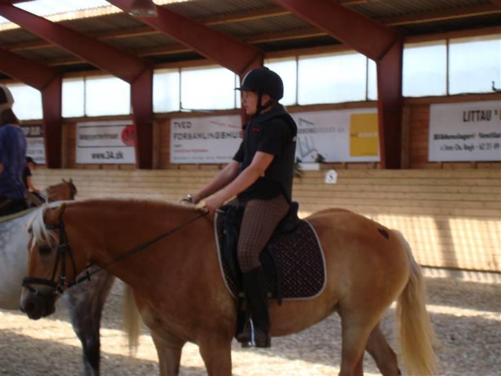 Haflinger Haffer Steph <3 billede 3