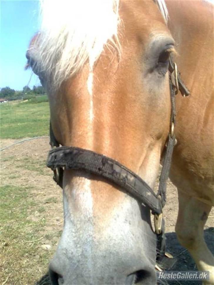 Haflinger Haffer Steph <3 billede 4