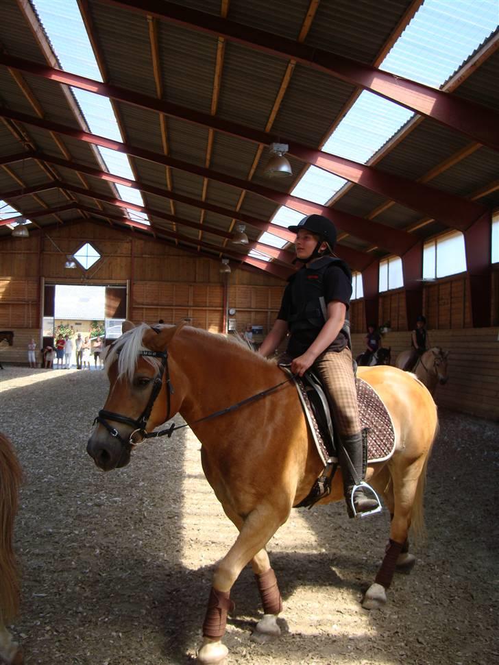 Haflinger Haffer Steph <3 billede 5