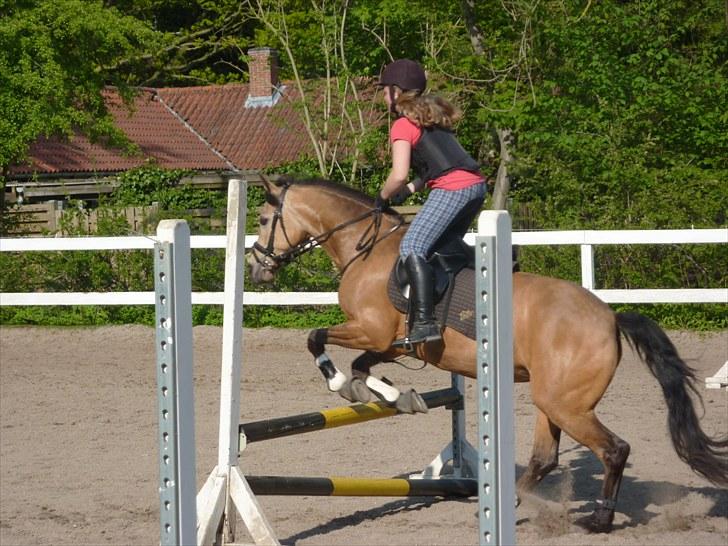 Connemara Nygaards Gitte <3 R.I.P :'( Miss you! - Spring på den søde. billede 13