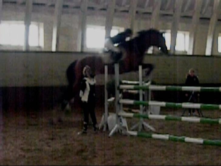 Svensk Varmblod                  Cadette  - LA springstævne 10 april 2010 billede 2