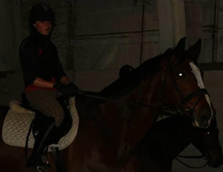 Svensk Varmblod                  Cadette  - Til springtræning  billede 10