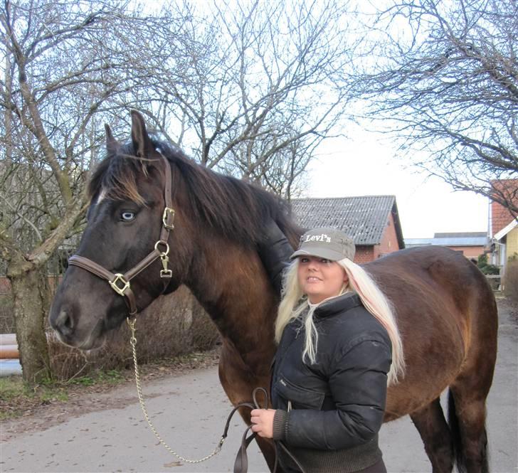 Koldblodstraver Don Diablo billede 9