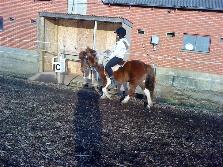 Anden særlig race Grøndahls Pepsi (Pepser) - 2010 billede 7