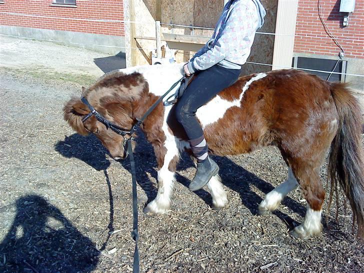 Anden særlig race Grøndahls Pepsi (Pepser) - 2010 billede 9