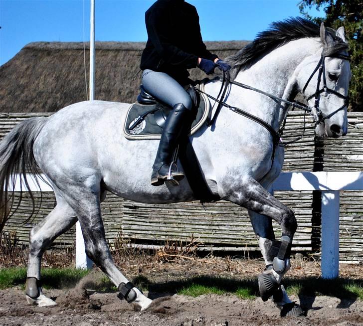 Dansk Varmblod Catalina Capizet R.I.P billede 19