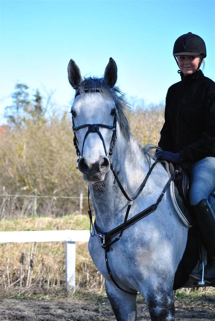 Dansk Varmblod Catalina Capizet R.I.P billede 20