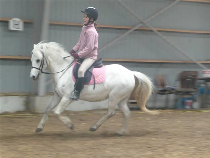 Welsh Mountain (sec A) Rosengårdens Jasmin - Trænningen skriderfremad;p  billede 11