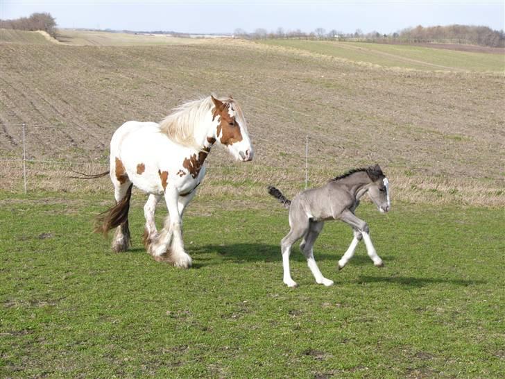 Irish Cob Hebe. (Solgt) billede 2