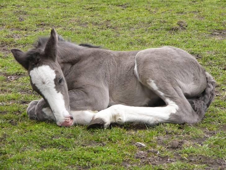 Irish Cob Hebe. (Solgt) - Så nuttet!!!! nååååå hvor er hun bare dejlig!!! billede 3
