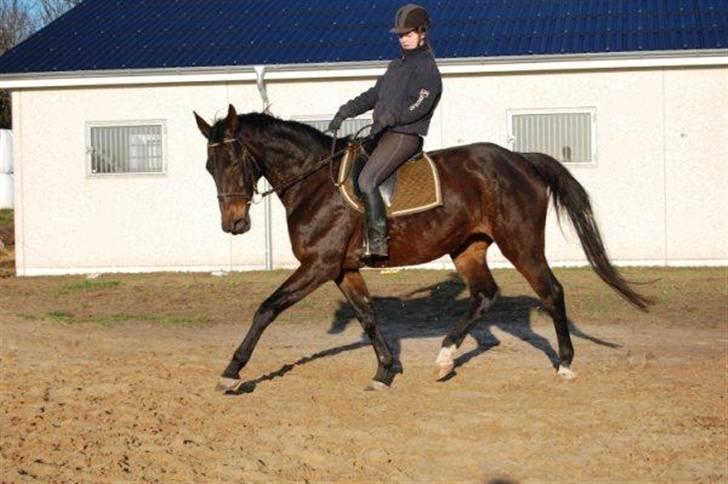 Trakehner LG A-Ziki billede 1